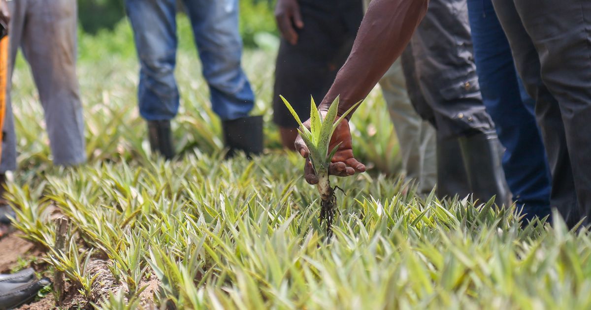 connecticut-food-insecurity-agricultural-education
