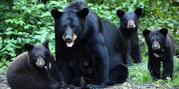 Connecticut black bear management, HB 7051, Connecticut bear hunting, non-lethal bear control