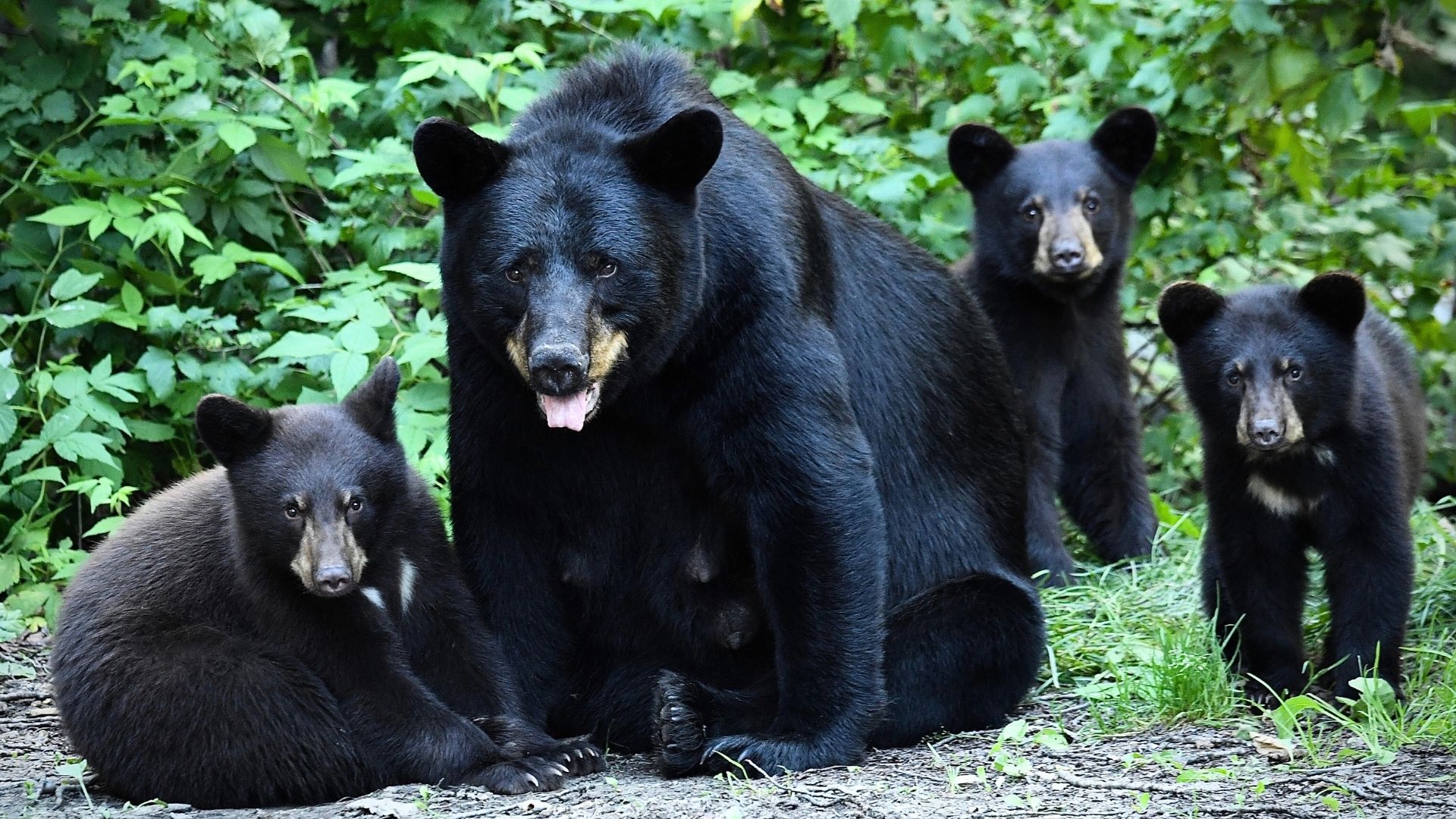 Connecticut black bear management, HB 7051, Connecticut bear hunting, non-lethal bear control