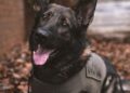 Litchfield burglary arrest, child endangerment, animal cruelty charges, Joshua Pirie arrest