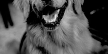East Hartford golden retriever, abandoned dog investigation, East Hartford Animal Control