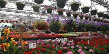 early planting warning, Connecticut gardening, frost risk, spring gardening tips