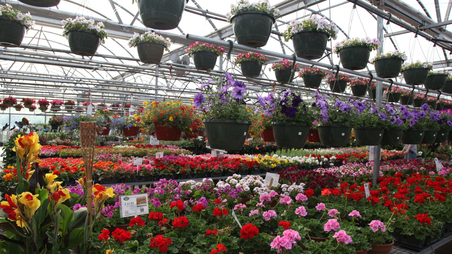 early planting warning, Connecticut gardening, frost risk, spring gardening tips