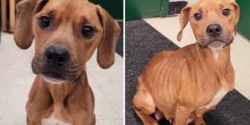 emaciated dog Meriden, abandoned dog Lincoln Plaza, Meriden Animal Control, Petals dog puppies, Meriden dog rescue