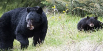 Connecticut black bears, DEEP bear warning, spring bear activity