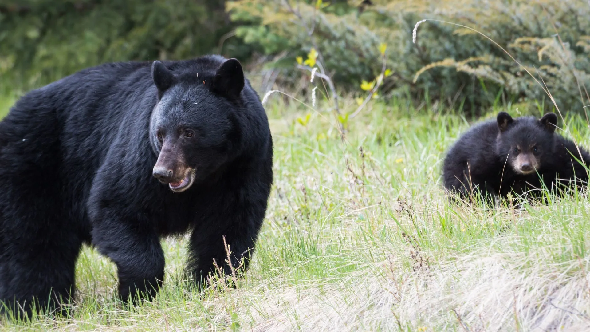Connecticut black bears, DEEP bear warning, spring bear activity