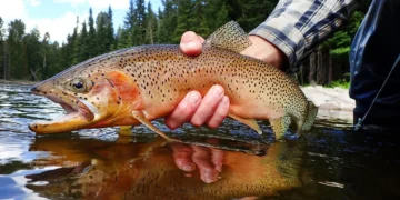 CT trout season, Connecticut fishing 2025, DEEP trout stocking