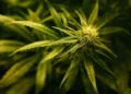 cannabis driving survey, Connecticut impaired driving, AAA cannabis safety