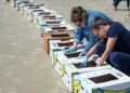 Mystic Aquarium sea turtles, sea turtle rehabilitation, Jekyll Island turtle release