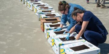 Mystic Aquarium sea turtles, sea turtle rehabilitation, Jekyll Island turtle release