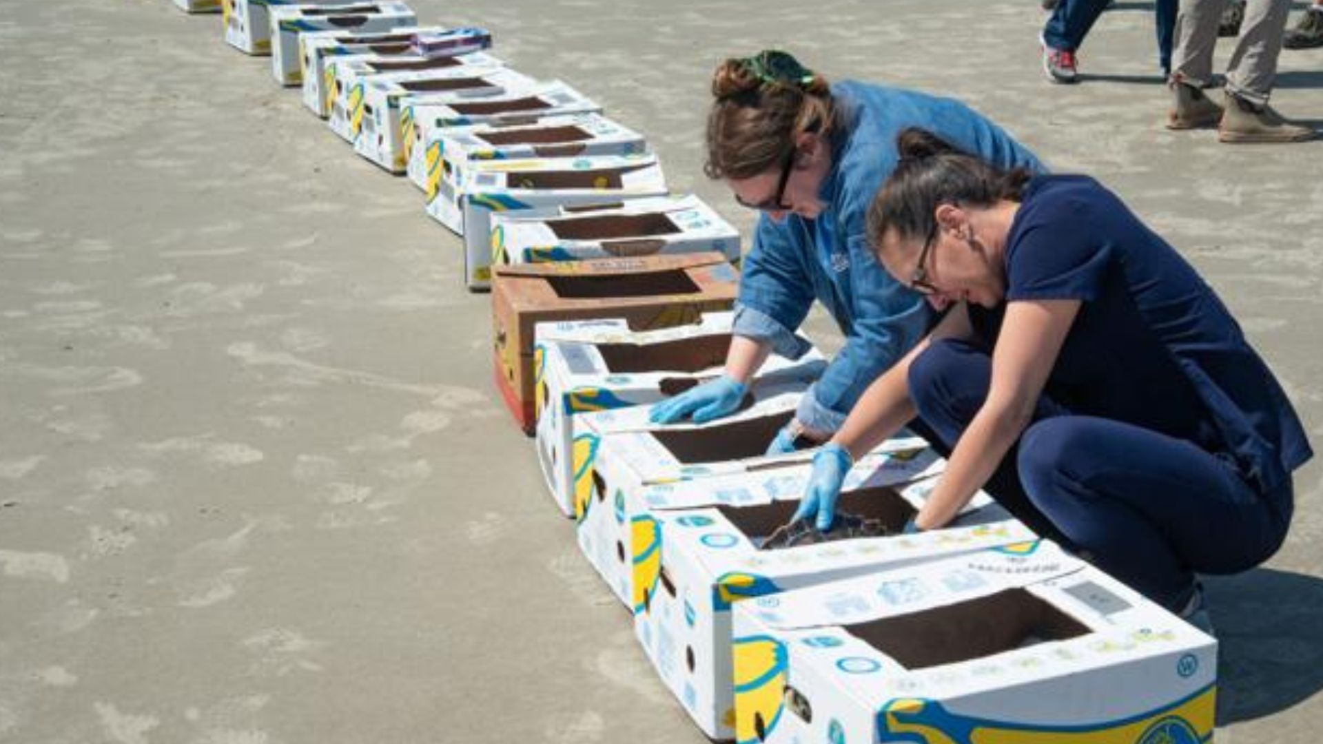 Mystic Aquarium sea turtles, sea turtle rehabilitation, Jekyll Island turtle release