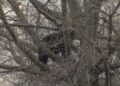 Westfarms Mall bear, Connecticut bear sighting, Farmington bear incident
