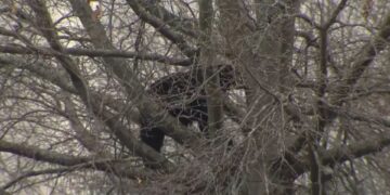 Westfarms Mall bear, Connecticut bear sighting, Farmington bear incident
