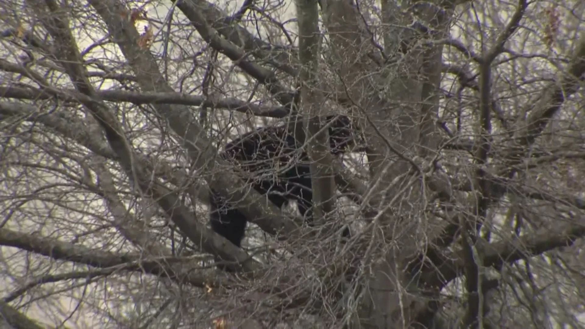 Westfarms Mall bear, Connecticut bear sighting, Farmington bear incident