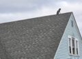 dog rescued from roof, Hartford fire department, New Park Avenue rescue