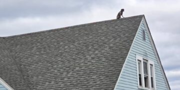 dog rescued from roof, Hartford fire department, New Park Avenue rescue