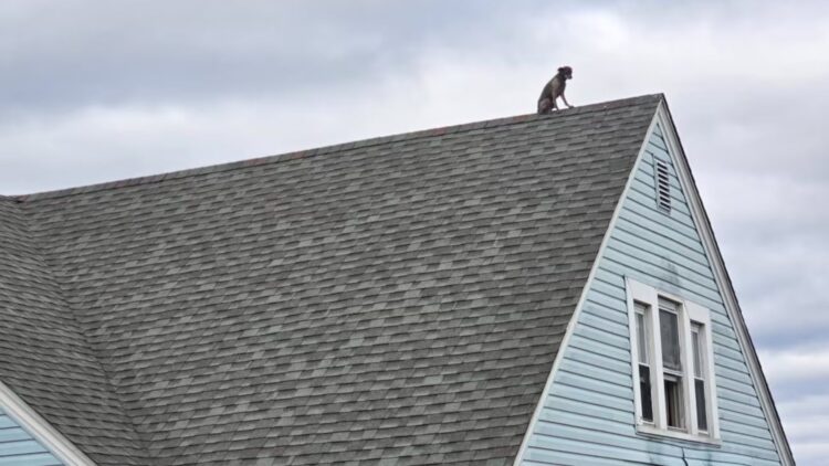 dog rescued from roof, Hartford fire department, New Park Avenue rescue