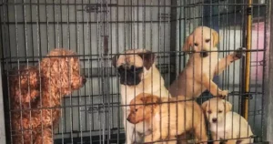 bridgeport-animal-control-free-pet-adoption-event