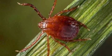 longhorned-tick-connecticut-ehrlichiosis-case-fairfield