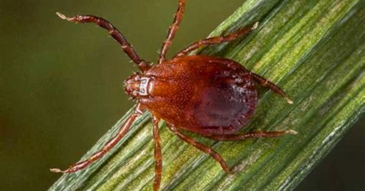 longhorned-tick-connecticut-ehrlichiosis-case-fairfield