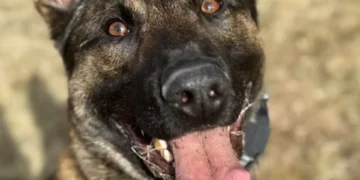 K9 Viper CT arrest, Alfred Ricciuti fugitive, Somers CT police arrest, NJ felony warrants, Troop C State Police