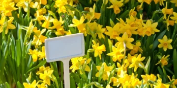 Meriden Daffodil Festival 2025, Hubbard Park festival, Connecticut spring events