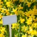 Meriden Daffodil Festival 2025, Hubbard Park festival, Connecticut spring events