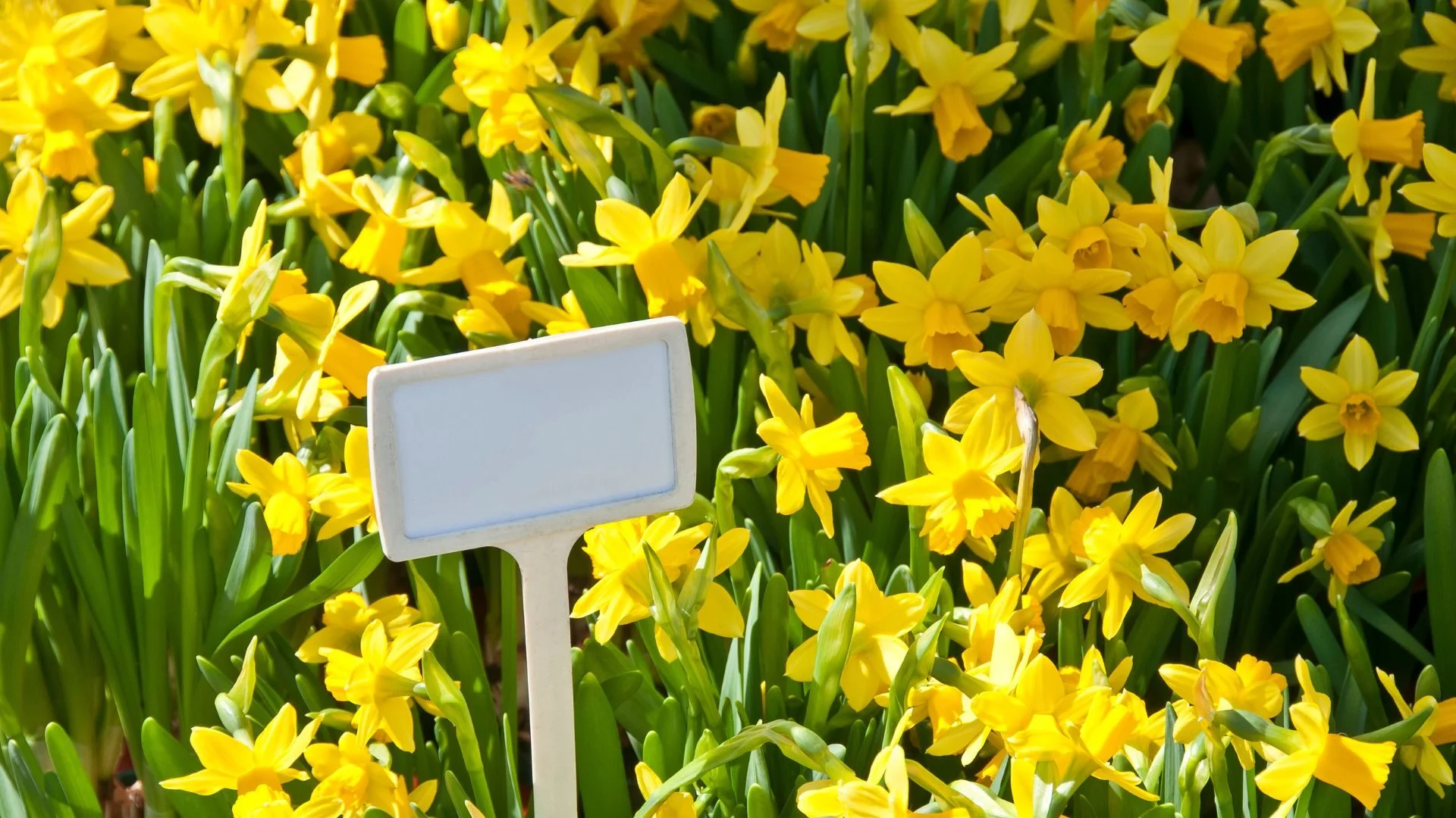 Meriden Daffodil Festival 2025, Hubbard Park festival, Connecticut spring events