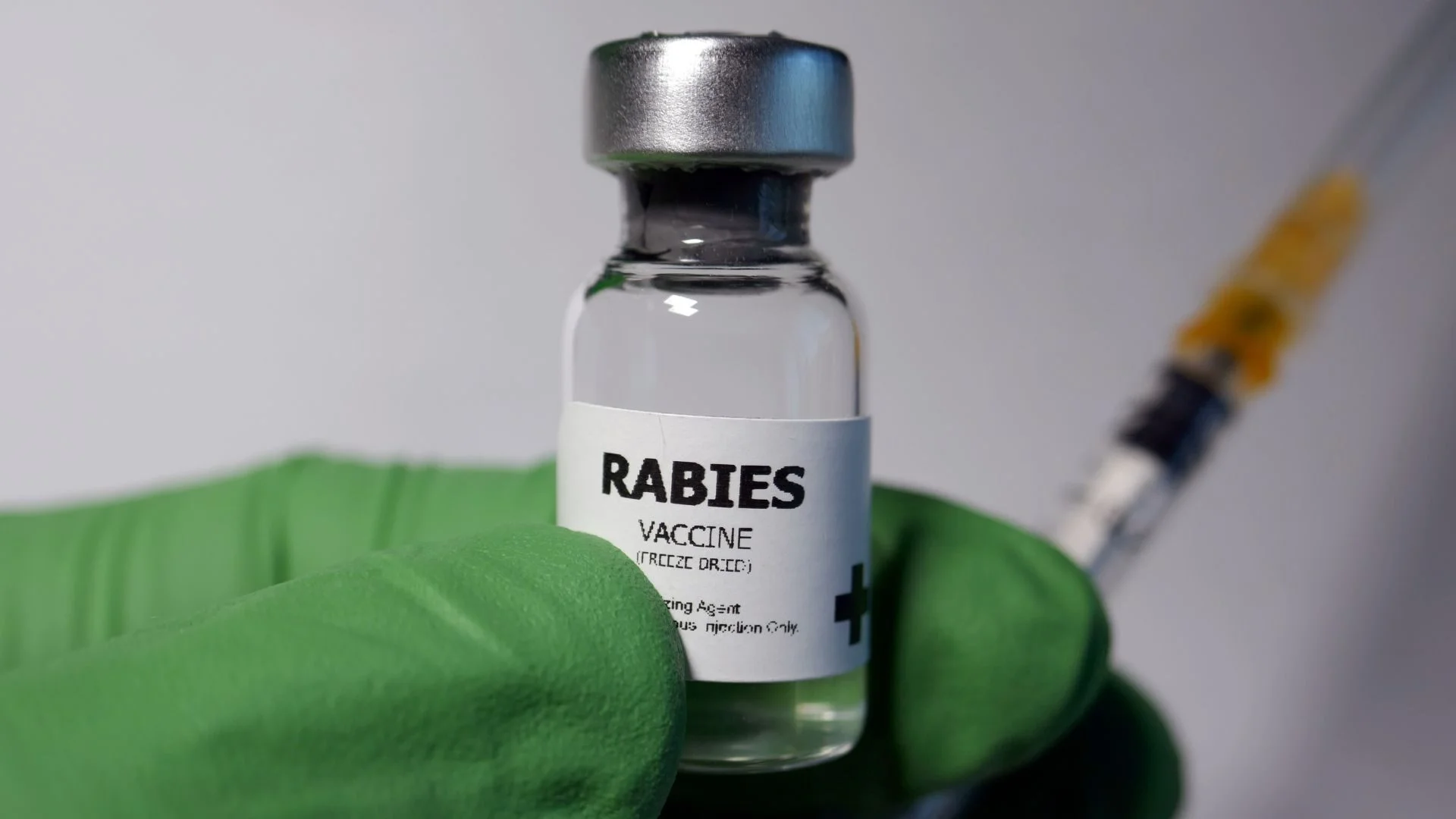 Mystic rabid raccoon, Borodell Avenue rabies alert, Ledge Light Health District