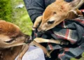 torrington-fawn-rescue-route-8