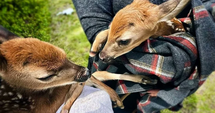 torrington-fawn-rescue-route-8