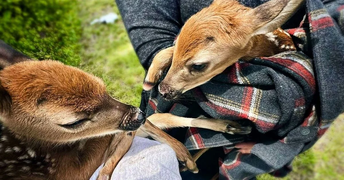 torrington-fawn-rescue-route-8