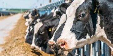 Connecticut dairy farms, June Dairy Month 2025, World Dairy Day